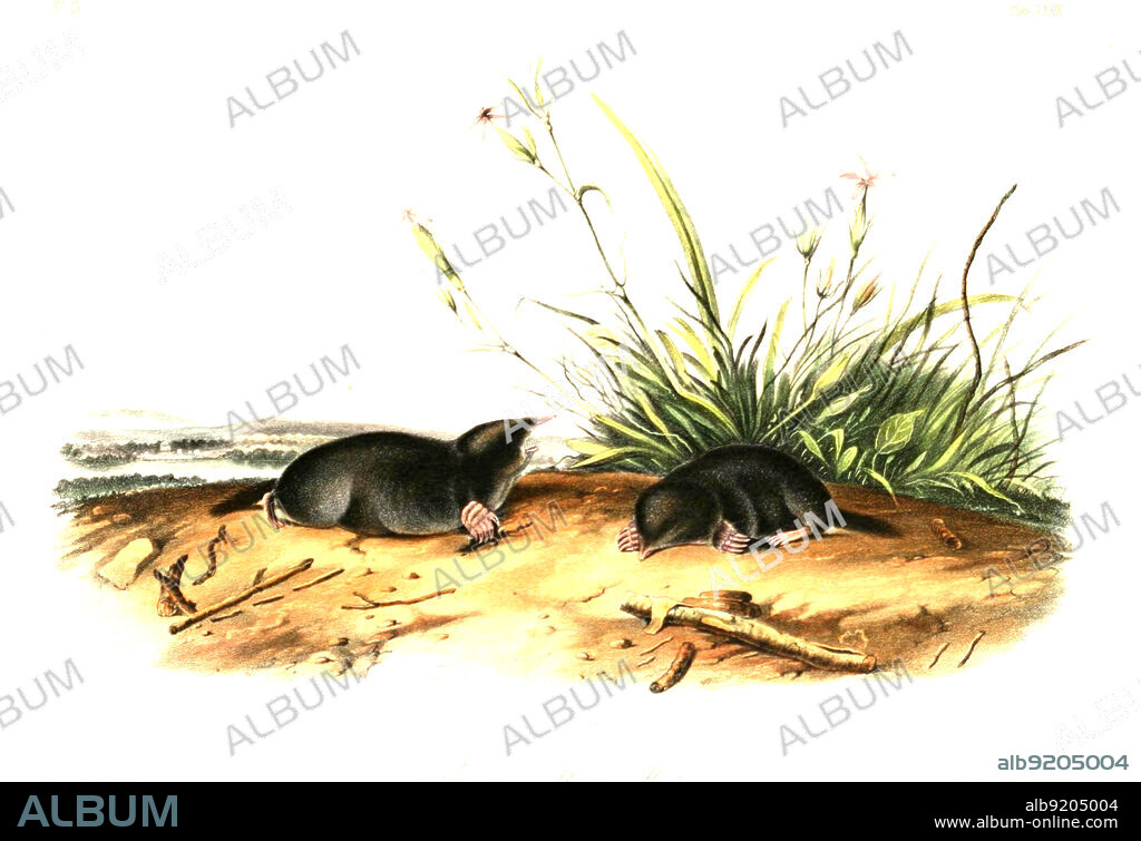 True-Spitzmull, Dymecodon pilirostris, Syn.: Urotrichus pilirostris, Säugetier in der Familie Maulwürfe, digital restaurierte Reproduktion einer Originalvorlage aus dem 19. Jahrhundert, genaues Originaldatum nicht bekannt / True's shrew mole, Dymecodon pilirostris, a species of mammal in the family Talpidae, historical, digital improved reproduction of an original from the 19th century.
