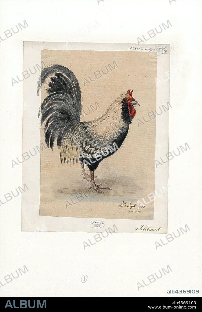 Gallus gallus domesticus, Print, The chicken (Gallus gallus domesticus) is a type of domesticated fowl, a subspecies of the red junglefowl (Gallus gallus). It is one of the most common and widespread domestic animals, with a total population of more than 19 billion as of 2011. There are more chickens in the world than any other bird or domesticated fowl. Humans keep chickens primarily as a source of food (consuming both their meat and eggs) and, less commonly, as pets. Originally raised for cockfighting or for special ceremonies, chickens were not kept for food until the Hellenistic period (4th–2nd centuries BC)., 1881.