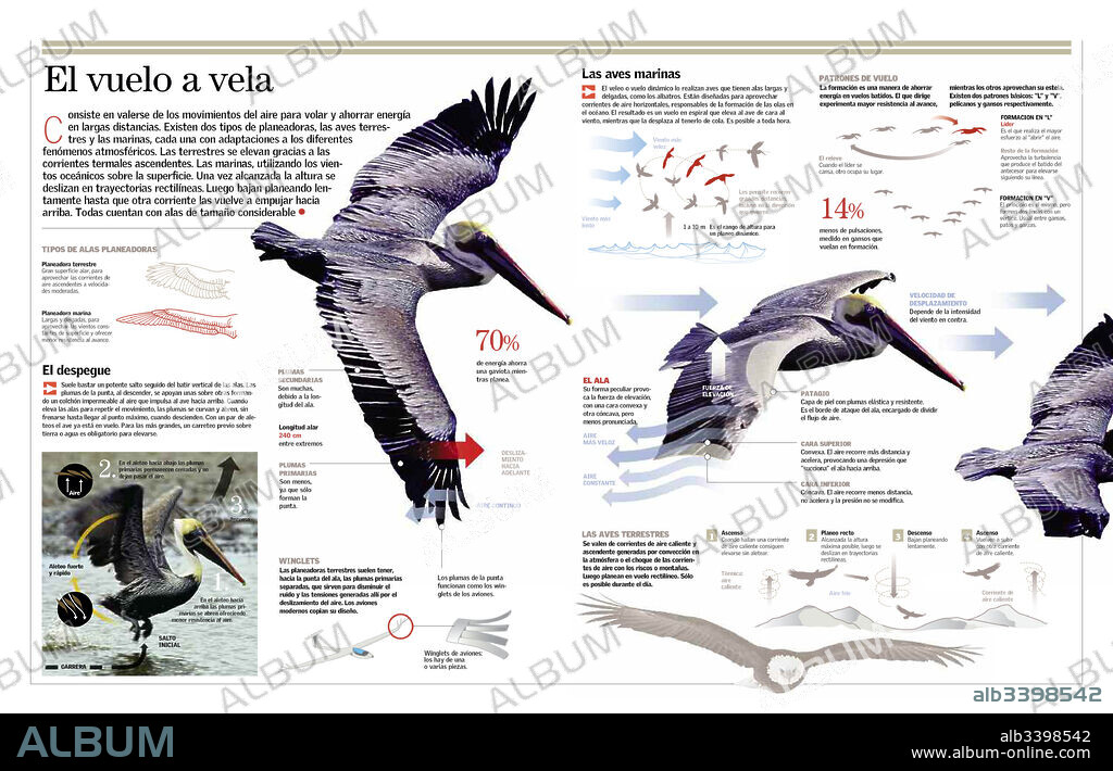El vuelo a vela. Infografía sobre el vuelo por planeo de las aves.