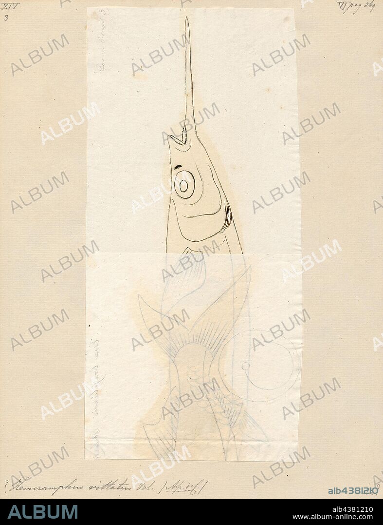 Hemiramphus vittatus, Print, The Balao halfbeak (Hemiramphus balao) (occasionally shortened to Balao) is an ocean-going species of fish in the family Hemiramphidae. It was first described by the French naturalist Charles Alexandre Lesueur in 1821. They are used as cut bait and for trolling purposes by saltwater sportsmen., 1700-1880.