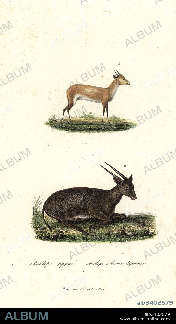 Bates's pygmy antelope, Neotragus batesi, and anoa or midget buffalo, Bubalus depressicornis (critically endangered). Handcoloured copperplate engraving from Rene Primevere Lesson's Complements de Buffon, Pourrat Freres, Paris, 1838.