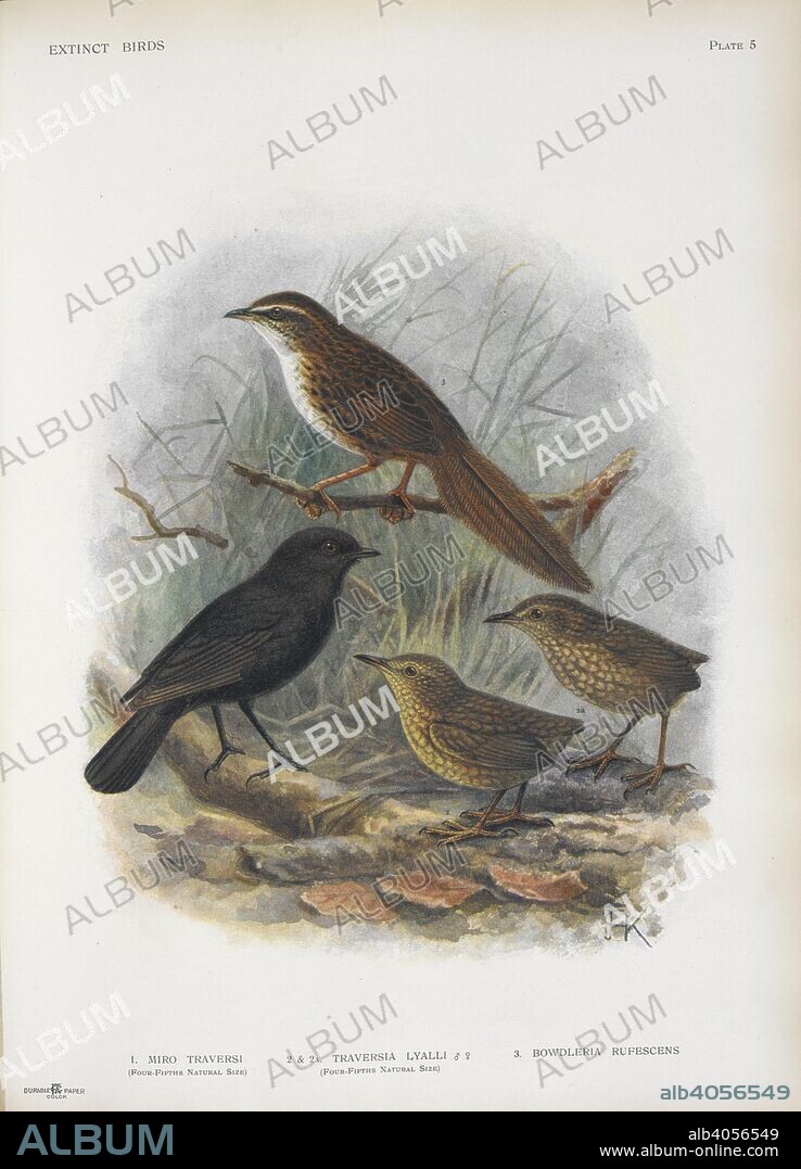ROTHSCHILD, LIONEL WALTER ROTHSCHILD, BARON,. 1. Miro traversi. (Black Robin) 2 & 2A. Traversia Lyalli (male & female). (Lyall Wren) 3. Bowdleria Rufescens. (Chatham fernbird.). Extinct birds : an attempt to unite in one volume a short account of those birds which have become extinct in historical times-that is, within the last six or seven hundred years : to which are added a few which still exist, but are on the verge of extinction / by Walter Rothschild ; with 45 coloured plates, embracing 63 subjects, and other illustrations. London : Hutchinson & Co., 1907. Source: LR.268.d.8 pl.5.