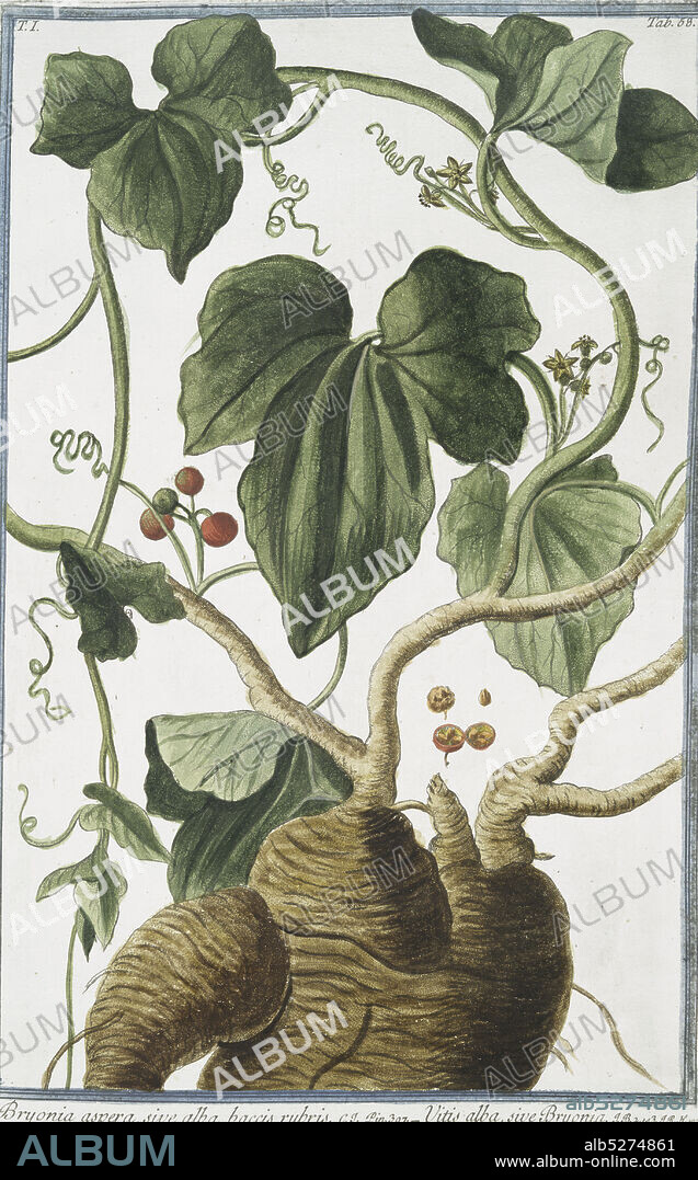 Bryonia aspera, sive alba, baccis rubris = Vittis alba, sive Bryonia = Vite bianca = Coleuvrée, ou Vigne blanche., still image, 1772 - 1793, Bonelli, Giorgio (b. 1724), Martelli, Niccoló (1735-1829).