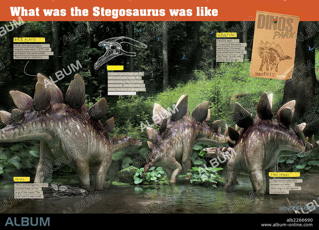 Cómo era el Stegosaurus. Infografía sobre el Stegosaurus, dinosaurio ornitisquio que vivió durante el Jurásico, era Mesozoica.