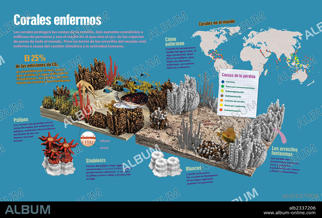 Sick Coral Reefs. Infographic about the causes of the whitening of corals.
