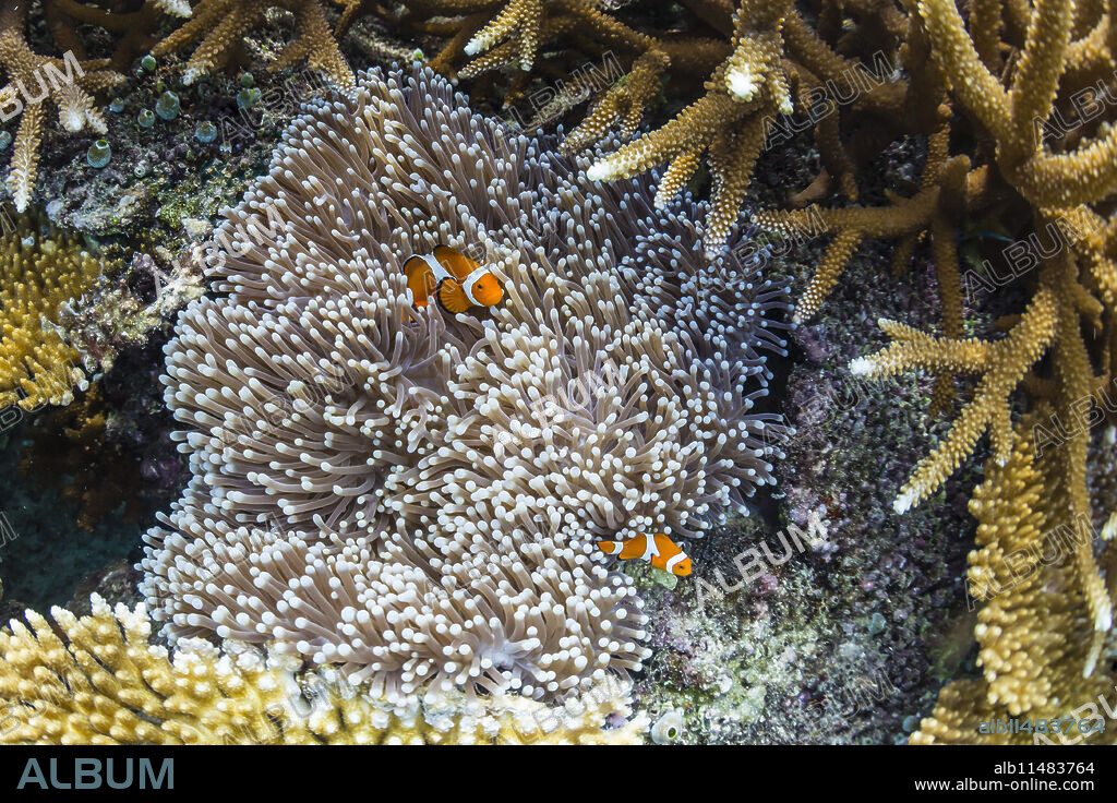 Underwater clownfish in anemone at Pulau Setaih Island, Natuna Archipelago, Indonesia, Southeast Asia, Asia.