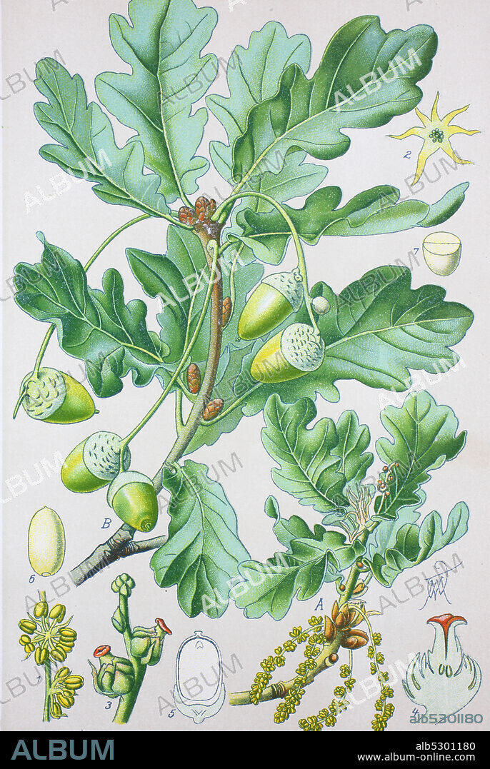 Quercus robur, commonly known as common oak, pedunculate oak, European oak or English oak, is a species of flowering plant in the beech and oak family, Fagaceae  /  Stieleiche (Quercus robur L., Syn.: Quercus pedunculata Hoffm.), auch Sommereiche oder Deutsche Eiche, digital improved reproduction of an original from the 19th century / digitale Reproduktion einer Originalvorlage aus dem 19. Jahrhundert.