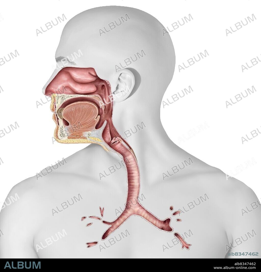 This image shows the upper organs of the respiratory system, which are the nasal cavity, the epiglottis, the larynx, and the pharynx. It also shows a cross section of the trachea.