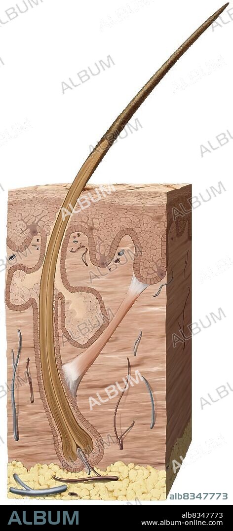 External protective envelope of the body, made up of three main layers: the epidermis, the dermis, and the hypodermis or subcutaneous tissue.