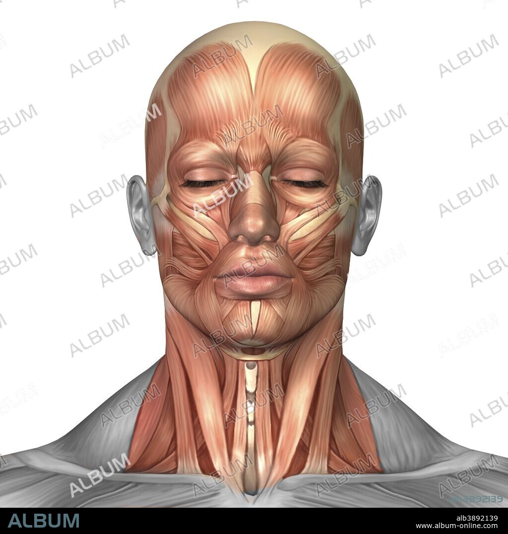 Anatomy of human face and neck muscles, front view.
