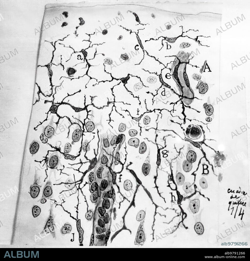 1940. Dibujo de las células nerviosas de Santiago Ramón y Cajal.