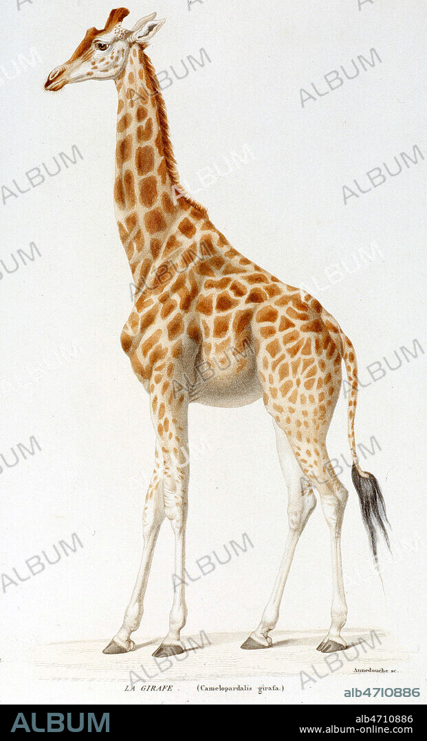Planche zoologique representant une GIRAFE (camelo pardalis girafa). Gravure in Regne Animal par Georges CUVIER, vers 1840. Zoologie 19eme siecle. Credit Collection Grob/Kharbine Tapabor.