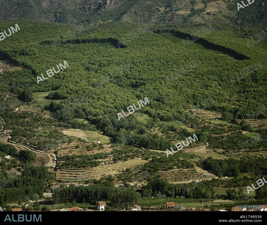 REPOBLACION FORESTAL en los alrededores de la localidad de Jerte. Valle del Jerte. Provincia de Cáceres. Extremadura. España.