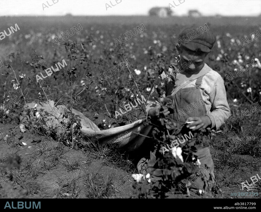 Entitled: "Lloyd McMahan seven year old cotton picker. "School hasn't begun yet." Usually it does not begin until picking is over. The whole family picks - nine members. Home conditions are good. Location: McKinney (vicinity), Texas." When the cotton pickers got to the field, each was given a sack with a strap that went over the shoulder. That left both hands free to pick. No one wore gloves. The boll that holds the cotton is quite sharp, and by the end of the day, fingers were sore, cut and bleeding. Child labor refers to the employment of children in any work that deprives children of their childhood, interferes with their ability to attend regular school, and that is mentally, physically, socially or morally dangerous and harmful. Photographed by Lewis Hine, October 1913.