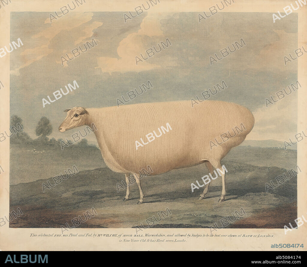 This Celebrated Ewe was Bred and Fed, by Mr. Wilcox., Print made by unknown artist, undated, Etching and line engraving with hand coloring on moderately thick, slightly textured, cream wove paper, Sheet: 20 x 24 3/8 inches (50.8 x 61.9 cm) and Image: 17 1/8 x 22 3/4 inches (43.5 x 57.8 cm), agronomy, animal art, ewe (animal), farming, husbandry, obesity, science.