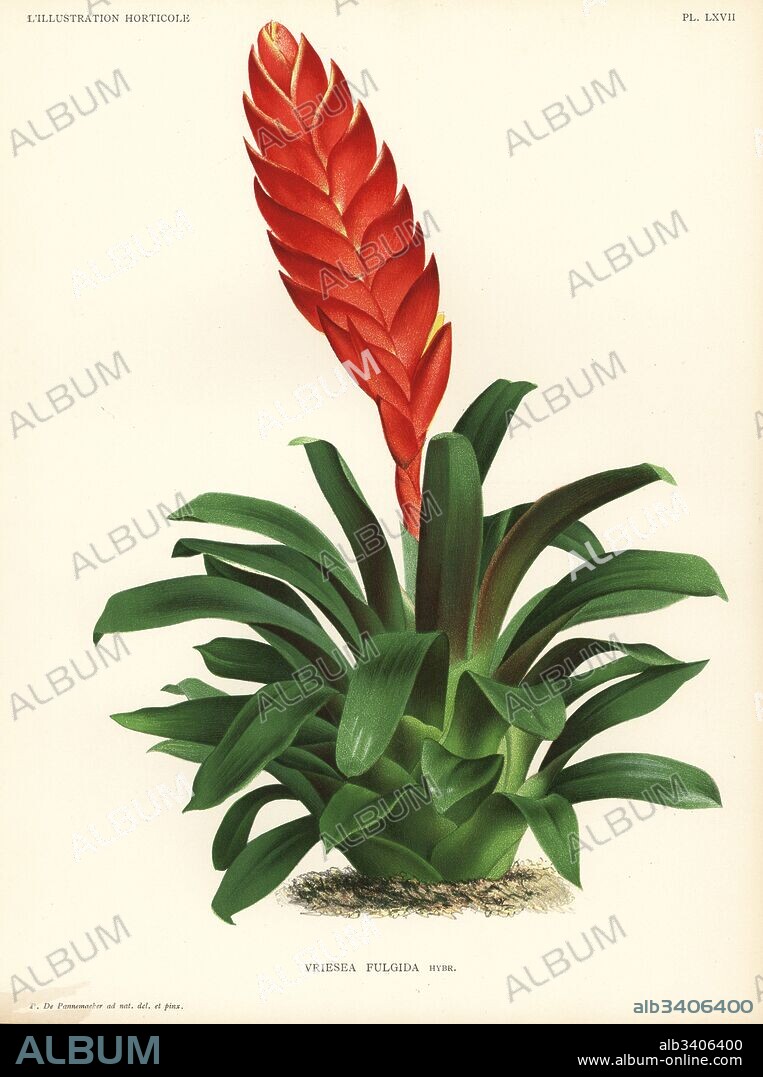 Duval's vriesea, Vriesea duvaliana, hybrid produced by L. Duval from Vriesea carinata x Vriesea brachystachys. Drawn and chromolithographed by Pieter de Pannemaeker from Jean Linden's l'Illustration Horticole, Brussels, 1888.
