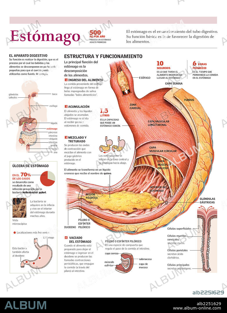 ESTOMAGO. Infografía de las partes y funcionamiento del estómago humano y su papel en el sistema digestivo.