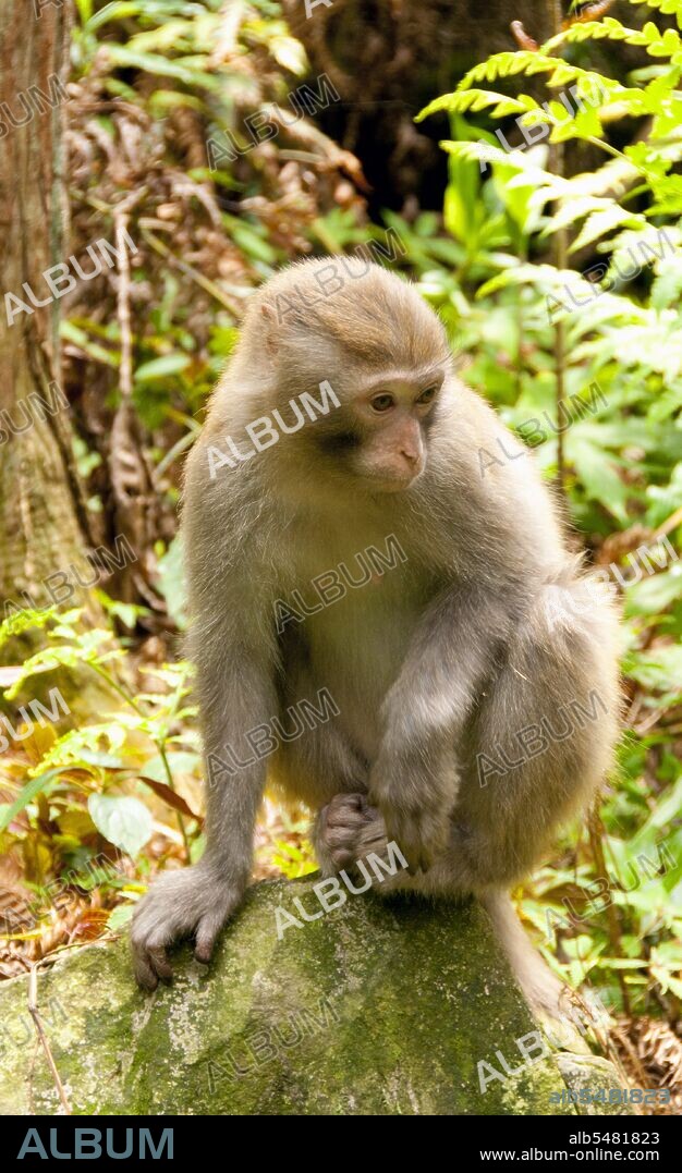 The Rhesus macaque (Macaca mulatta), also called the Rhesus monkey, is brown or grey in color and has a pink face, which is bereft of fur. Its tail is of medium length and averages between 20. 7 and 22. 9 cm (8. 1 and 9. 0 in). Adult males measure approximately 53 cm (21 in) on average and weigh about 7. 7 kg (17 lb). Females are smaller, averaging 47 cm (19 in) in length and 5. 3 kg (12 lb) in weight. It is listed as Least Concern in the IUCN Red List of Threatened Species in view of its wide distribution, presumed large population, and its tolerance of a broad range of habitats. Native to South, Central and Southeast Asia, troops of Macaca mulatta inhabit a great variety of habitats from grasslands to arid and forested areas, but also close to human settlements. Wulingyuan Scenic Reserve (Chinese: ???; pinyin: Wulíng Yuán) is a scenic and historic interest area in Hunan Province. It is noted for its approximately 3,100 tall quartzite sandstone pillars, some of which are over 800 metres (2,600 ft) in height and are a type of karst formation. In 1992 it was designated a UNESCO World Heritage Site.