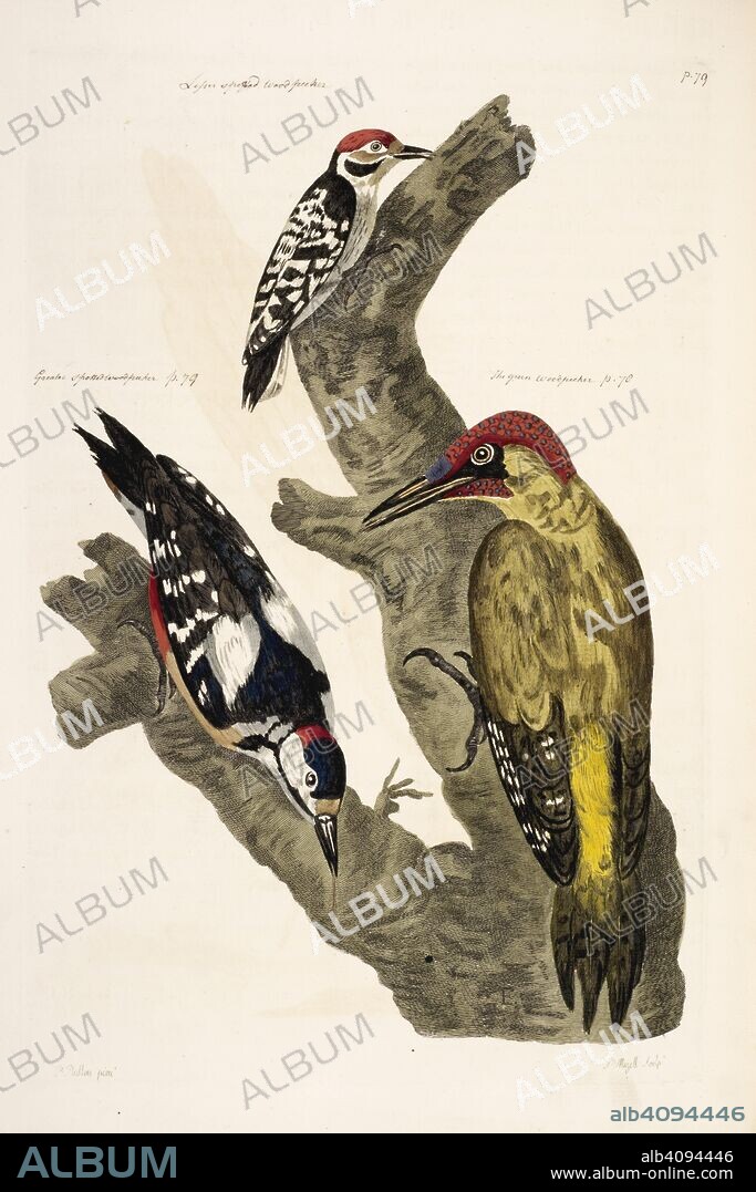 BROWN, THOMAS PENNANT and P MAZELL. The Wood Pecker. The British Zoology. T. Pennant; London, 1766. Source: 459.g.1, opposite 79.