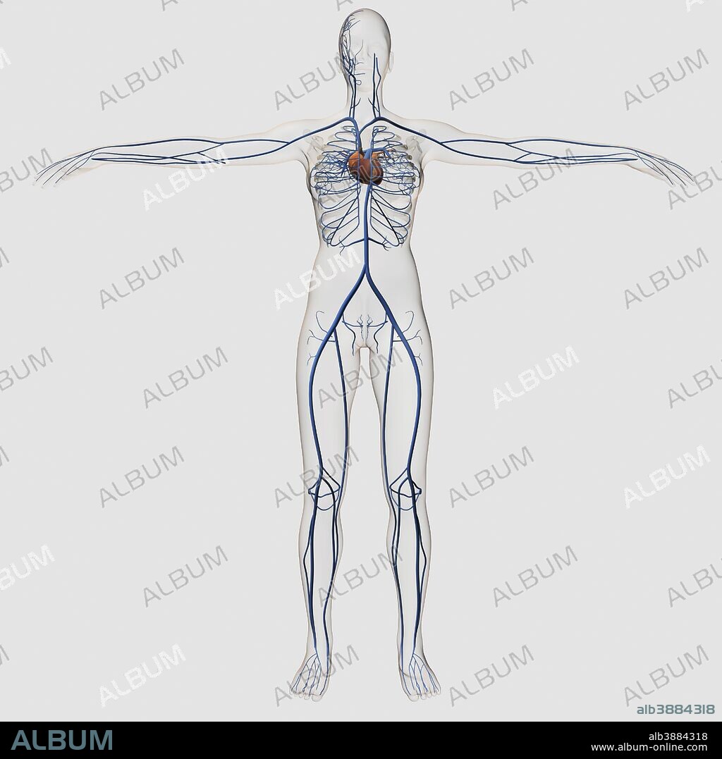 Medical illustration of female circulatory system with heart and veins visible, full body view.