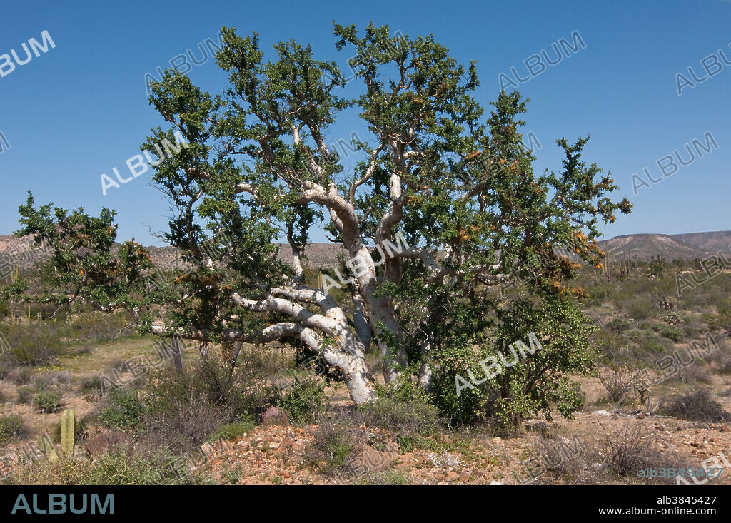 Baja Elephant Tree