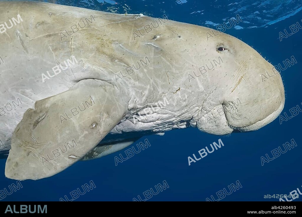 Sea Cow (Dugong dugon) swims under surface of the blue water, animal portrait, Red Sea, Hermes Bay, Marsa Alam, Egypt