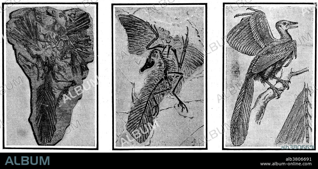 Archaeopteryx, sometimes referred to by its German name Urvogel (original bird or first bird), is a genus of early bird that is transitional between feathered dinosaurs and modern birds. It lived in the Late Jurassic period around 150 million years ago having characteristics of both birds and dinosaurs. It could grow to about 1 foot 8 inches in length. Despite its small size, broad wings, and inferred ability to fly or glide, Archaeopteryx has more in common with small Mesozoic dinosaurs than it does with modern birds. It had jaws with sharp teeth, three fingers with claws, a long bony tail, and hyper-extensible second toes (killing claw). Many scientists regard it as evidence that birds evolved from small carnivorous dinosaurs. It confirms Darwin's theories and has become a key piece of evidence for the origin of birds, the transitional fossils debate, and confirmation of evolution. Photograph originally captioned: Archaeopteryx, the primordial bird. Figure 1 (left) Slab discovered in 1861. Figure 2 (center) Slab found in 1877. Figure 3 (right) Ideal reconstruction, 1911.