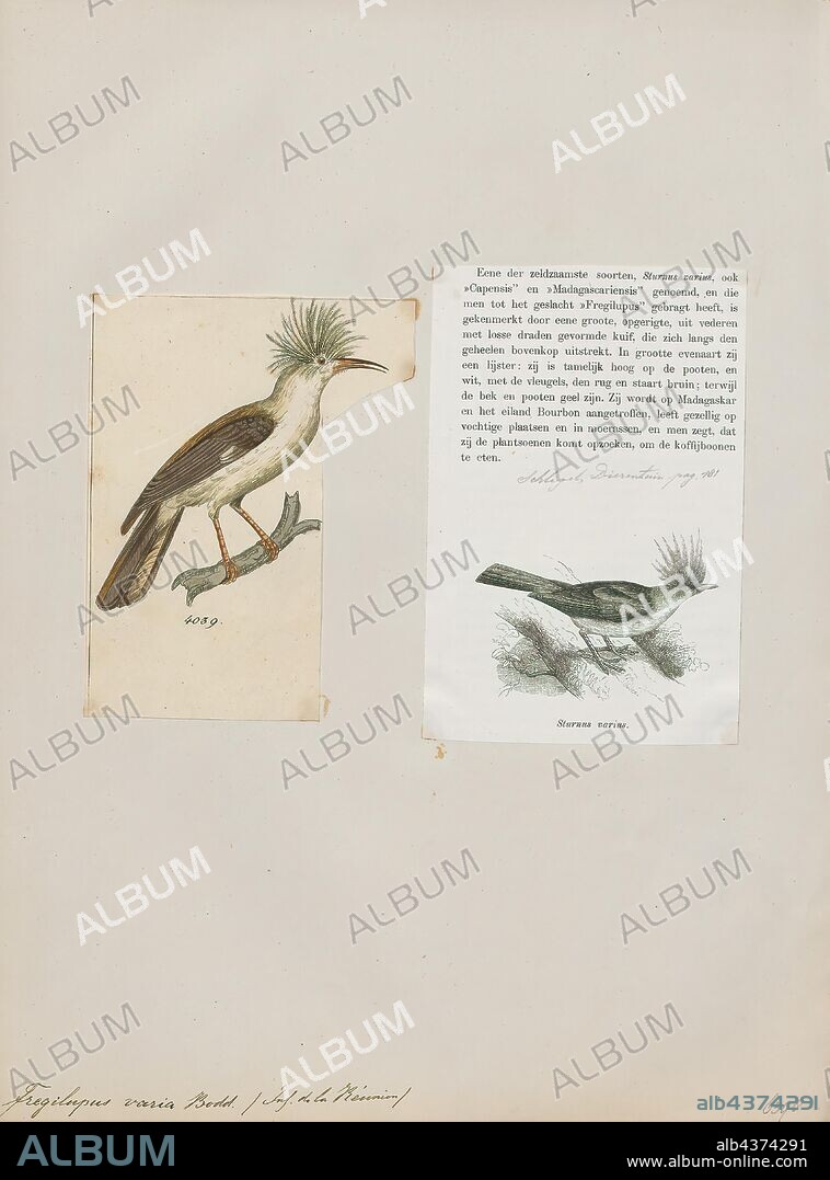 Fregilupus varia, Print, The hoopoe starling (Fregilupus varius), also known as the Réunion starling or Bourbon crested starling, is a species of starling which lived on the Mascarene island of Réunion, and became extinct in the 1850s. Its closest relatives were the Rodrigues starling and the Mauritius starling from nearby islands, and the three apparently originated in Southeast Asia. The bird was first mentioned during the 17th century and was long thought to be related to the hoopoe, from which its name is derived. Although a number of affinities have been proposed, it was confirmed as a starling in a DNA study., 1700-1880.