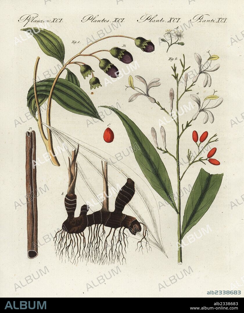 Chinese cassia or Chinese cinnamon, Cinnamomum cassia, and greater galangal, Alpinia galanga. Handcoloured copperplate engraving from Bertuch's "Bilderbuch fur Kinder" (Picture Book for Children), Weimar, 1805. Friedrich Johann Bertuch (1747-1822) was a German publisher and man of arts most famous for his 12-volume encyclopedia for children illustrated with 1,200 engraved plates on natural history, science, costume, mythology, etc., published from 1790-1830.