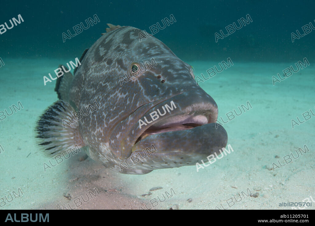 Large Nassau grouper, Bahamas, West Indies, Central America.