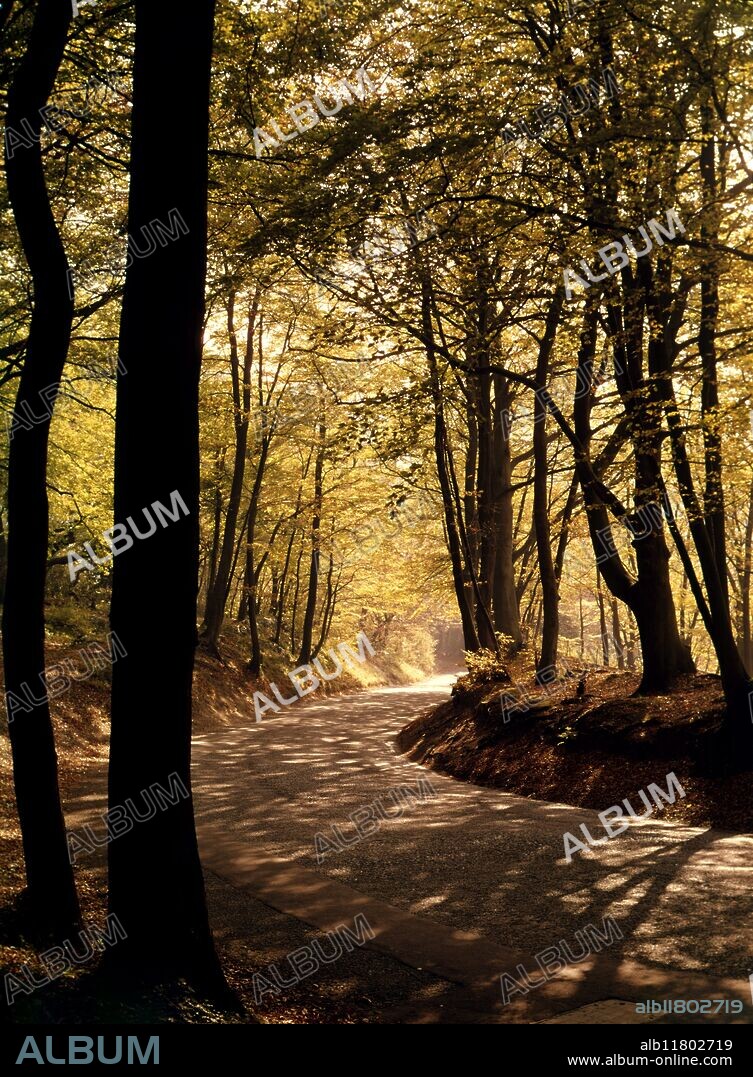 Autumn time in the woods , Reigate , Surrey , England.