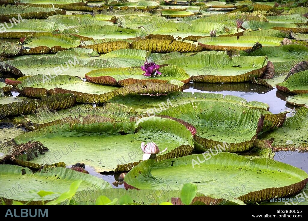 Victoria regia, giant water lilies in the Amazon jungle near Manaus, Brazil.
