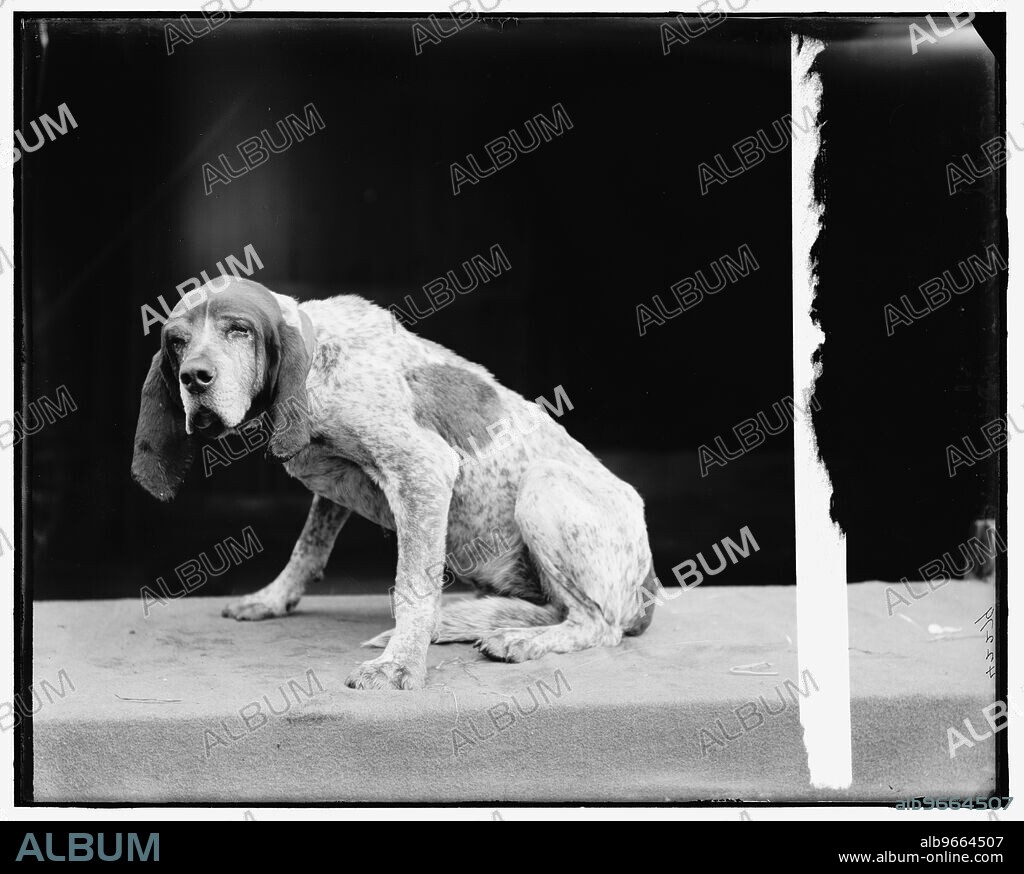 Old Ben, English fox hound, between 1895 and 1910.