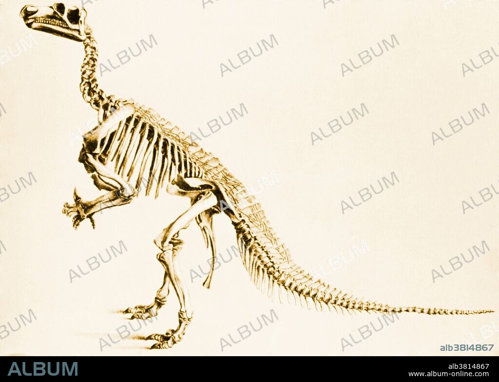 Illustration of a skeleton of an Iguanodon from Bernissart, Belgium. The skeleton was found in a coal mine in 1878 at a depth of 1046 ft. The word dinosaur was coined by Richard Owen in 1841, deinos (terrible) + sauros (lizard) which describe various extinct reptiles of the orders Saurischia and Ornithischia that flourished during the Mesozoic Era. Dinosaurs were carnivorous or herbivorous, dwelled mostly on land, and varied from the size of a small dog to the largest land animals that ever lived. Iguanodon a massive herbivorous long-tailed bipedal dinosaur of the genus Iguanodon, common in Europe and N Africa in Jurassic and Cretaceous times: suborder Ornithopoda (ornithopods).