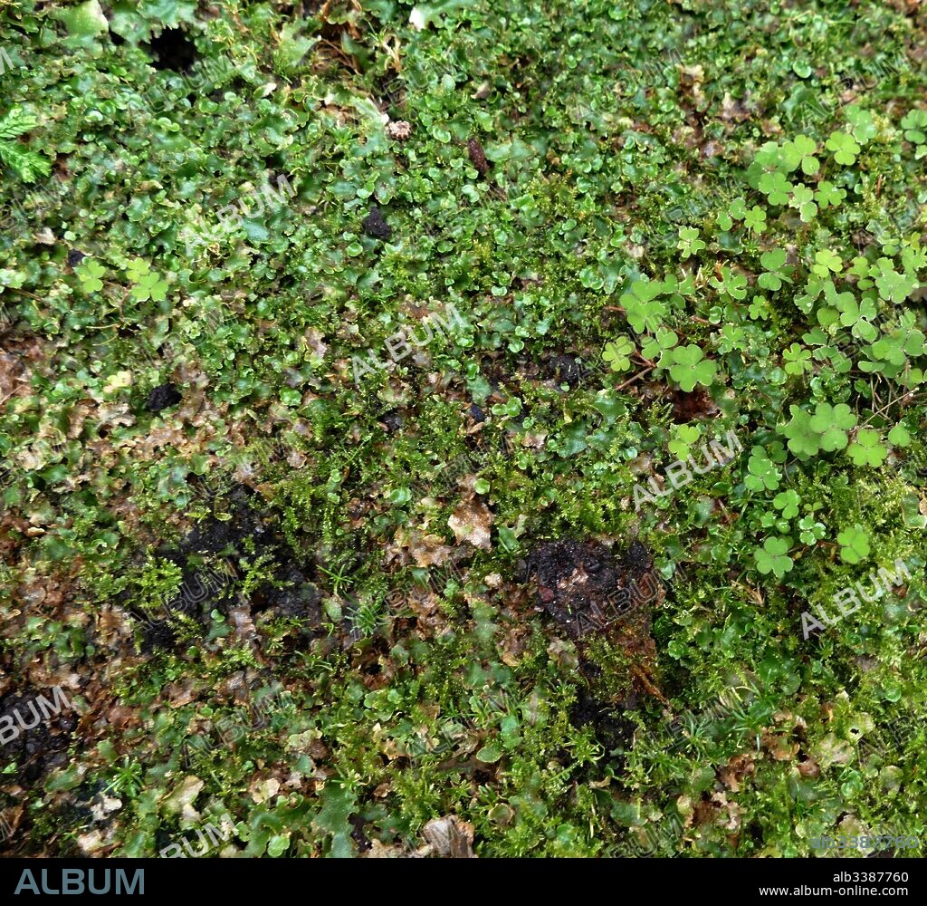 The Marchantiophyta are a division of non-vascular land plants commonly referred to as hepatics or liverworts. Like mosses and hornworts, they have a gametophyte-dominant life cycle, in which cells of the plant carry only a single set of genetic information.
