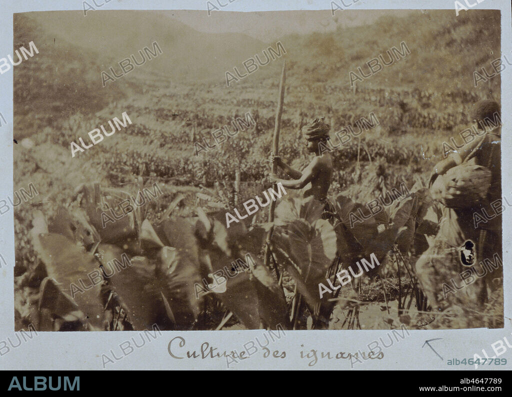 Culture des ignames en Nouvelle-Caledonie. Photographie des freres Servais (anciens deportes) vers 1890. Credit: Kharbine-Tapabor/Collection Serge Kakou.