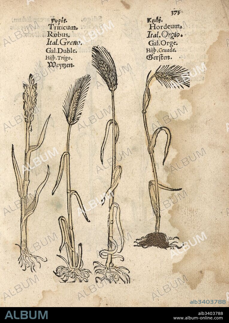 Wheat, Triticum aestivum, and barley, Hordeum vulgare. Handcoloured woodblock engraving of a botanical illustration from Adam Lonicer's Krauterbuch, or Herbal, Frankfurt, 1557. This from a 17th century pirate edition or atlas of illustrations only, with captions in Latin, Greek, French, Italian, German, and in English manuscript.