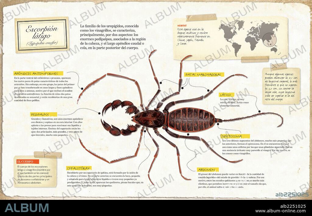 Escorpión látigo. Infografía de la anatomía del escorpión látigo (Typopeltis crucifer).