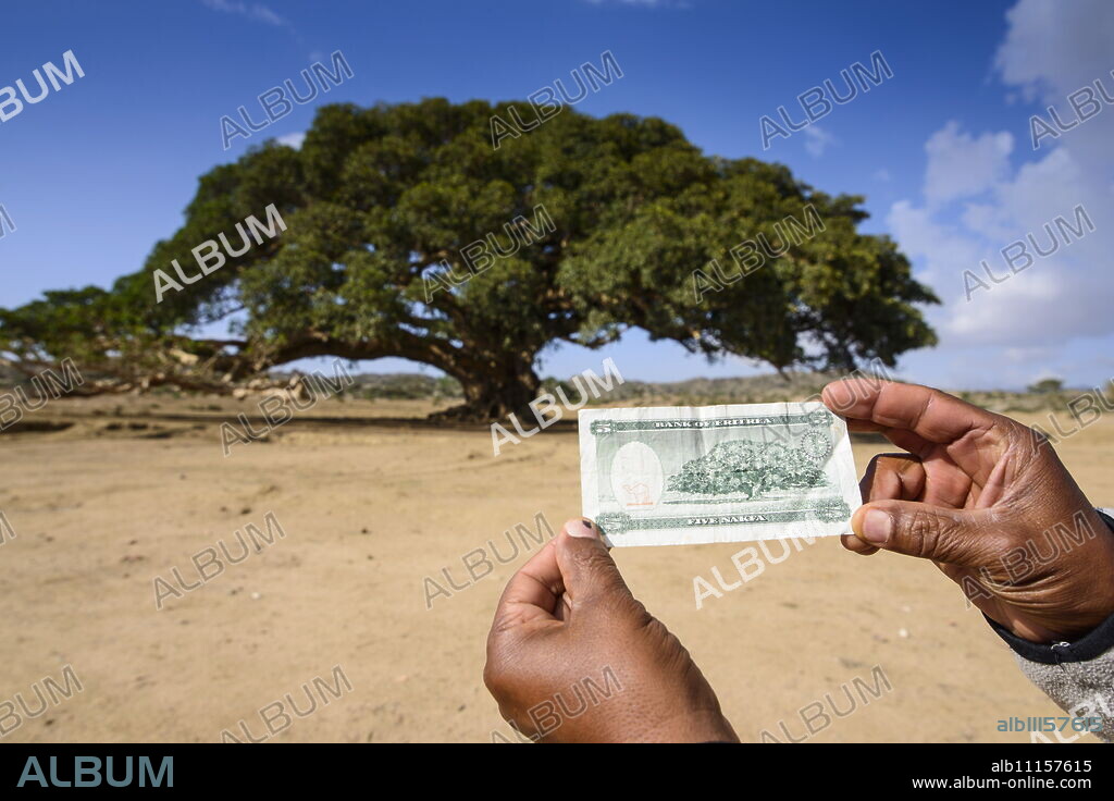 The giant sycamore tree featured on the Eritrean five Nakfa banknote (Five Nakfa tree) near Segeneyti, in the highlands of Eritrea, Africa.