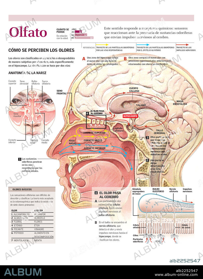 OLFATO. Infografía de la percepción de los olores desde la entrada de las sustancias odoríferas por las vías respiratorias hasta su clasificación en el cerebro.