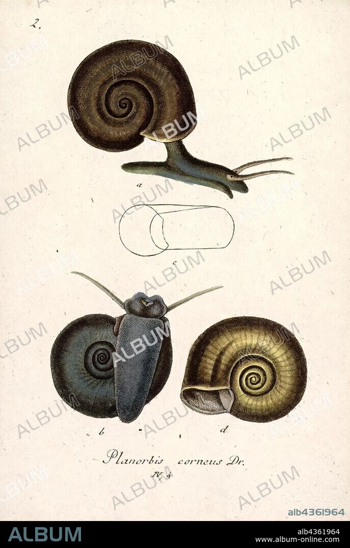 Planorbis corneus, Print, Planorbarius corneus, common name the great ramshorn, is a relatively large species of air-breathing freshwater snail, an aquatic pulmonate gastropod mollusk in the family Planorbidae, the ram's horn snails, or planorbids, which all have sinistral or left-coiling shells.