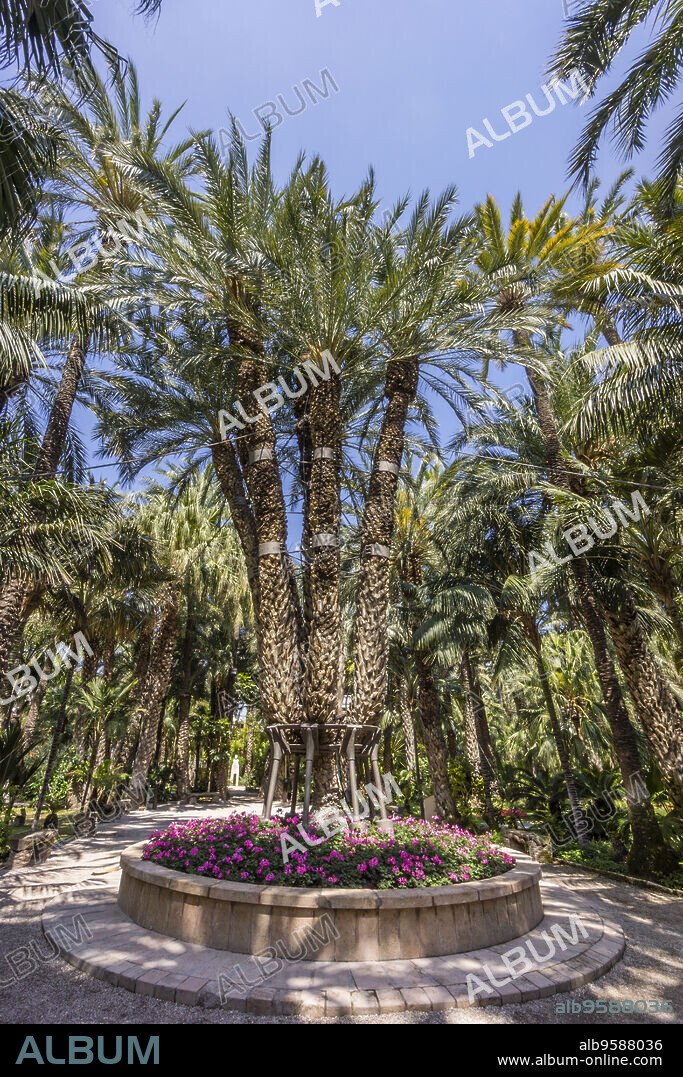 palmera Imperial, Hort del Cura, - jardin del Cura- ,Palmeral de Elche, Patrimonio de la Humanidad por la Unesco, comunidad Valenciana, Spain, Europe.