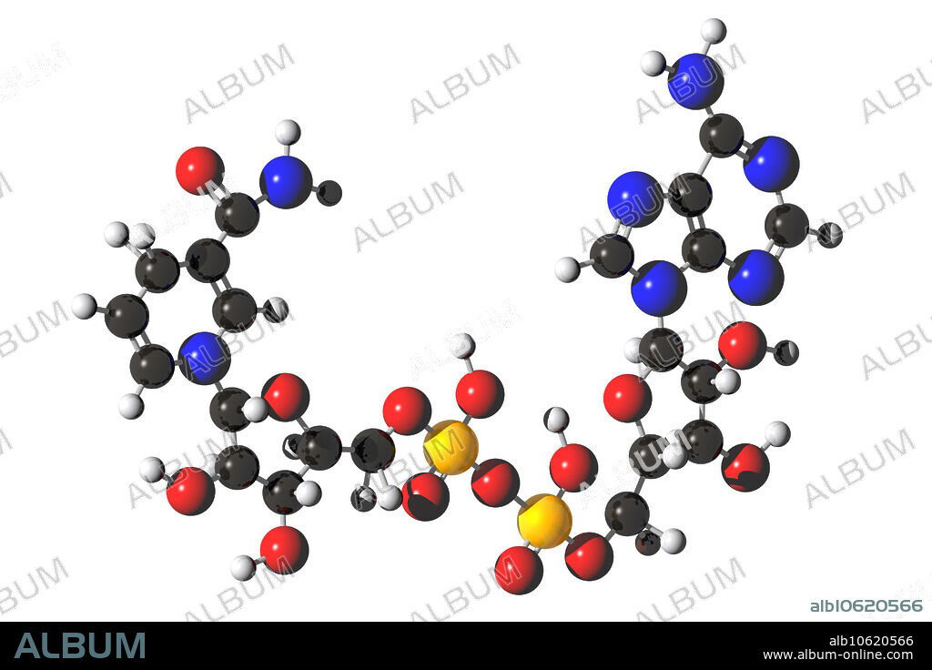Molecular model of Nicotinamide adenine dinucleotide + hydrogen (NADH), a coenzyme which occurs naturally in the body and is part of the process that generates energy. NADH supplements are sometimes used as medicine.