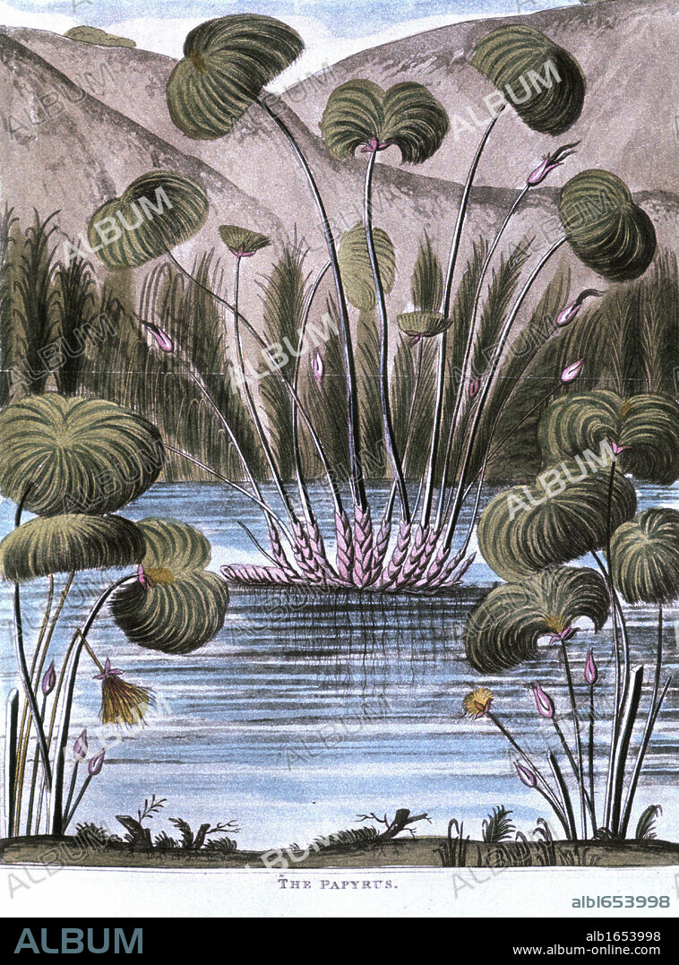Papyrus reed (Cyperus papyrus): Stem of the reed used to make a form of paper. Also used to produce fibre for sails, mats, cloth, etc, and roots used as fuel. Pith used as food.Aquatint 1823.