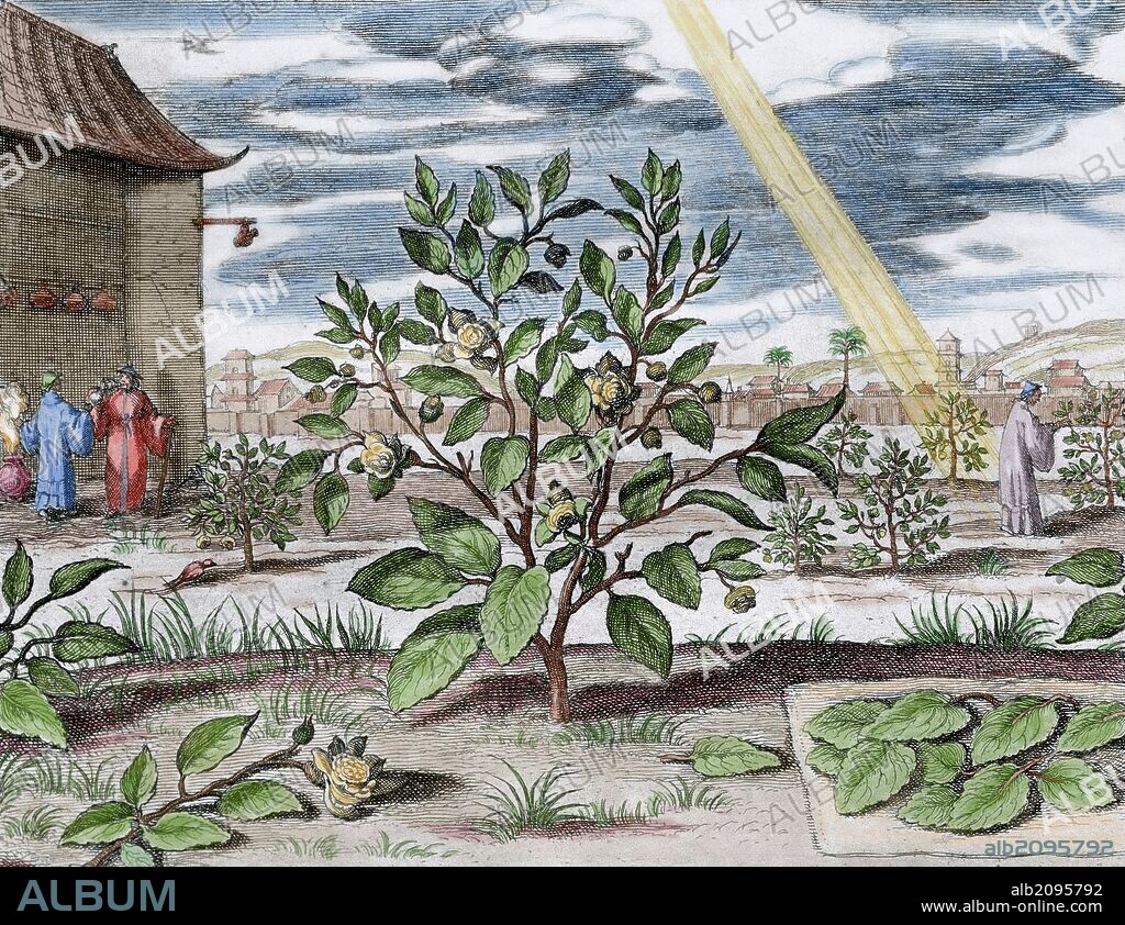 PLANTA DEL TE (TE HERBA). Grabado coloreado de la obra "CHINA MONUMENTIS ILLUSTRADA" de Athanasius KIRCHER (1602-1680), jesuita alemán, físico, matemático, orientalista, filólogo y anticuario. Editada en Amsterdam en el 1667.