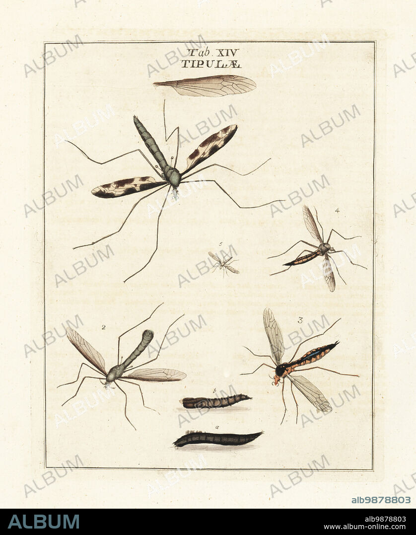 Cranefly species, Tupila maxima 1, Limonia stigma 2, Ctenophora pectinicornis 3, Tipula vernalis 4, and winter crane fly or tell-tale, Trichocera (Trichocera) saltator 5. Diptera. Tipulidae. Handcoloured copperplate engraving drawn and engraved by Moses Harris from his own Exposition of English Insects, Including the several Classes of Neuroptera, Hymenoptera, Diptera, or Bees, Flies and Libellulae, White and Robson, London, 1782.