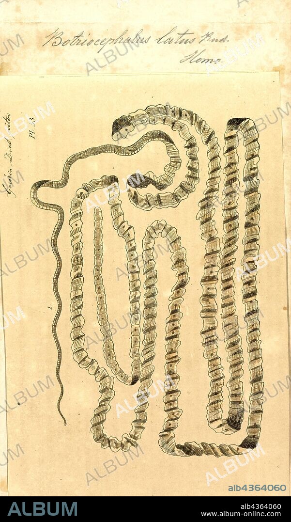 Bothriocephalus latus, Print, Diphyllobothrium is a genus of tapeworms which can cause diphyllobothriasis in humans through consumption of raw or undercooked fish. The principal species causing diphyllobothriasis is Diphyllobothrium latum, known as the broad or fish tapeworm, or broad fish tapeworm. D. latum is a pseudophyllid cestode that infects fish and mammals. D. latum is native to Scandinavia, western Russia, and the Baltics, though it is now also present in North America, especially the Pacific Northwest. In Far East Russia, D. klebanovskii, having Pacific salmon as its second intermediate host, was identified. Other members of the genus Diphyllobothrium include Diphyllobothrium dendriticum (the salmon tapeworm), which has a much larger range (the whole northern hemisphere), D. pacificum, D. cordatum, D. ursi, D. lanceolatum, D. dalliae, and D. yonagoensis, all of which infect humans only infrequently. In Japan, the most common species in human infection is D. nihonkaiense, which was only identified as a separate species from D. latum in 1986. More recently, a molecular study found D. nihonkaiense and D. klebanovskii to be a single species.