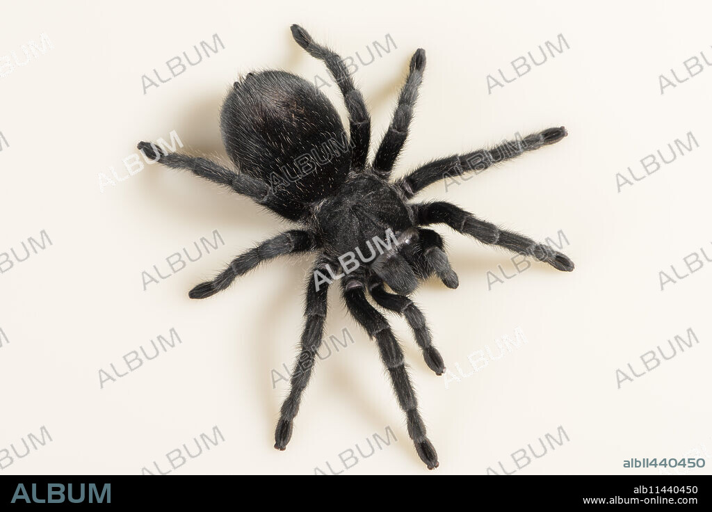 Brazilian Black Tarantula (Theraphosidae), captive, Brazil, South America.