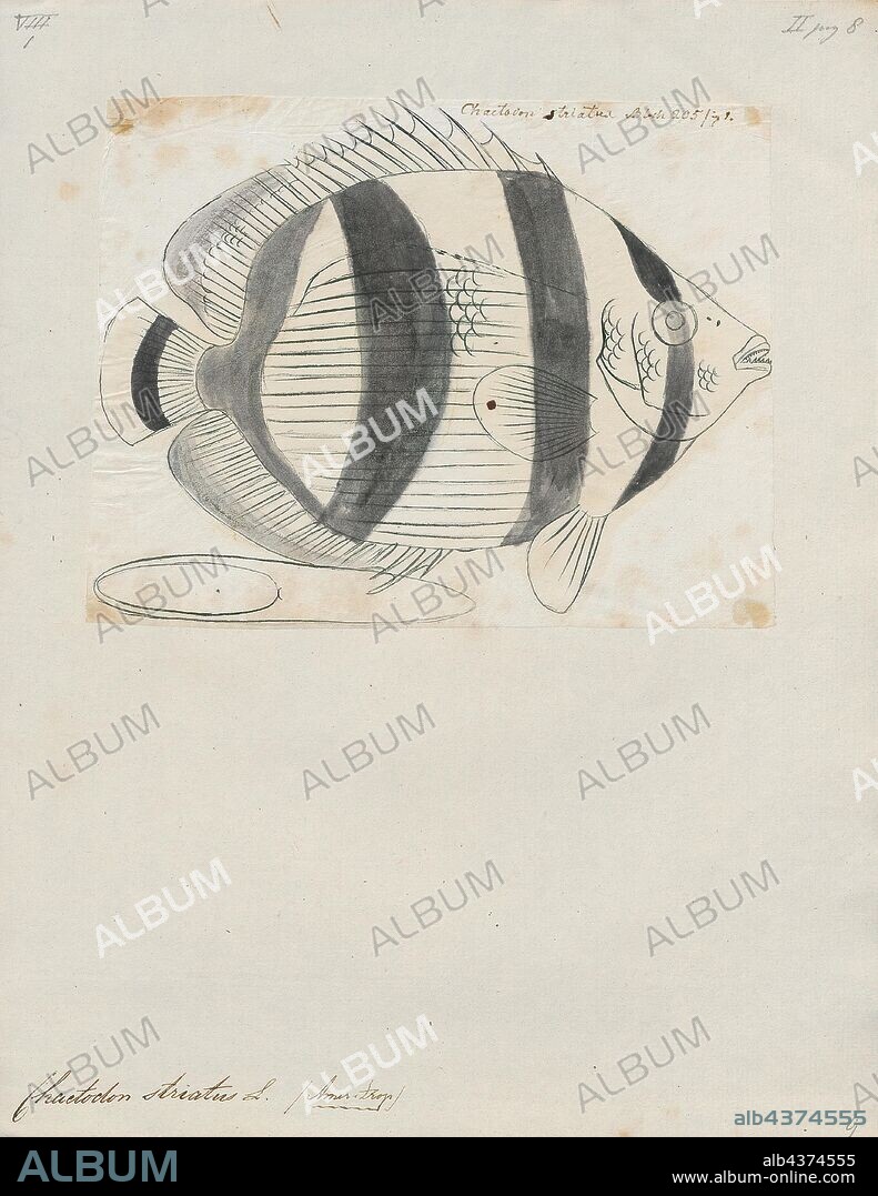 Chaetodon striatus, Print, The banded butterflyfish (Chaetodon striatus) is a butterflyfish found in the tropical western Atlantic Ocean from Brazil to Bermuda. Common names include the banded butterflyfish, the butterbun, the butterflyfish, the Portuguese butterfly, the school mistress and the banded mariposa., 1700-1880.