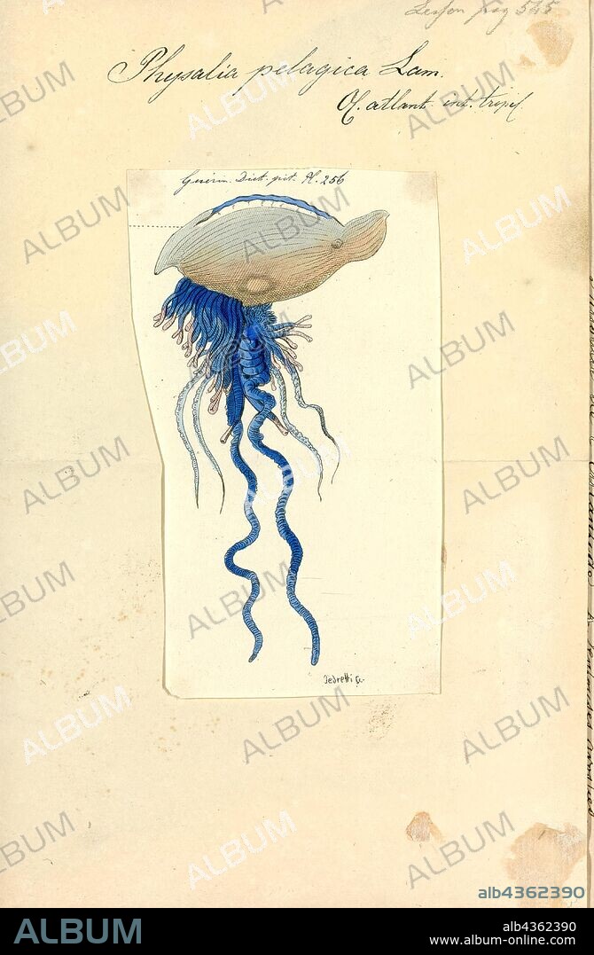 Physalia pelagica, Print, The Portuguese man o' war (Physalia physalis), also known as the man-of-war, is a marine hydrozoan found in the Atlantic, Indian and Pacific Oceans. It is one of two species in the genus Physalia, along with the Pacific man o' war (or Australian blue bottle), Physalia utriculus. Physalia is the only genus in the family Physaliidae. Its long tentacles deliver a painful sting, which is venomous and powerful enough to kill fish and even humans. Despite its appearance, the Portuguese man o' war is not a true jellyfish but a siphonophore, which is not actually a single multicellular organism (true jellyfish are single organisms), but a colonial organism made up of many specialized animals of the same species, called zooids or polyps. These polyps are attached to one another and physiologically integrated, to the extent that they cannot survive independently, creating a symbiotic relationship, requiring each polyp to work together and function like an individual animal.